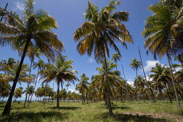Morro Beach / Alagoas / Brazil. January 21,2018. View of the beach, rafts and local fishermen.