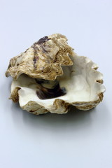 Oyster Shell