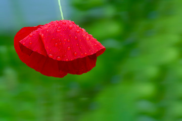 Poppy bud with raindrops on a blurry green background. Beauty image for the project, design.