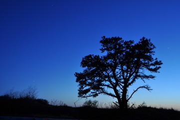 Lone Tree Blues
