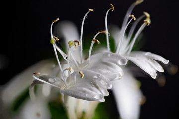 Honeysuckle flower closeup
