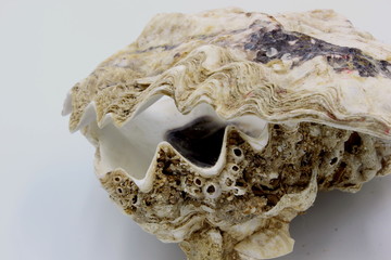 Oyster