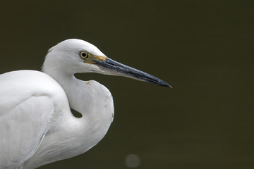 Aigrette garzette