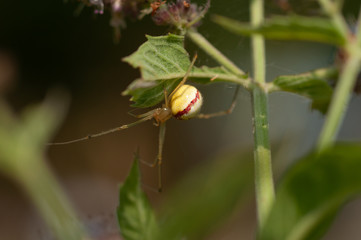Candy-stripe Spider(Enoplognatha ovata)vonalas törpepók