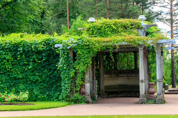 Old pergola-veranda 1865 in the Italian style twined with wild grapes at the Catherine Park in Tsarskoye Selo, Pushkin, Russia