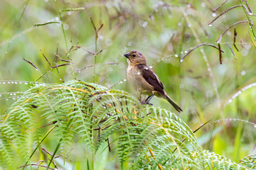 Dubois s Seedeater photographed in Domingos Martins, Espirito Santo. Southeast of Brazil. Atlantic Forest Biome. Picture made in 2013.