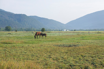 Mare with her colt on pastures of horse farms. Country summer landscape