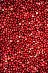Background of red lingonberry, partridgeberry, cowberry or Vaccinium vitis-idaea. Natural food of wild nature, rich in vitamins. Vertical Top view. Non GMO.