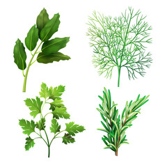 Realistic fresh set of different special herbs. Isolated vector element for advertising placard or banner. Vector illustration on white isolated background