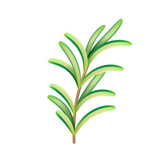 Realistic fresh rosemary herb. Isolated vector element for advertising placard or banner. Vector illustration on white isolated background