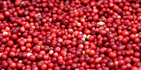 Background of red lingonberry, partridgeberry, cowberry or Vaccinium vitis-idaea. Natural food of wild nature, rich in vitamins. Top view. Non GMO.