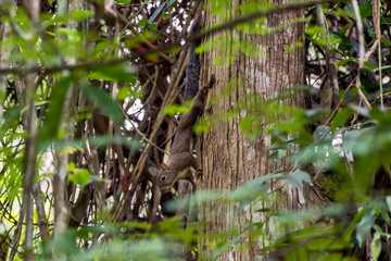 Brazilian squirrel photographed in Conceicao da Barra, Espirito Santo. Southeast of Brazil. Atlantic Forest Biome. Picture made in 2013.