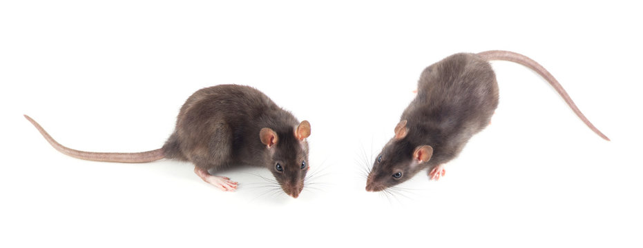 rat close-up isolated on white background