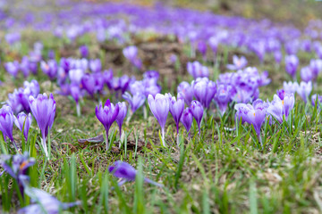 saffron blooming in early spring in the meadow