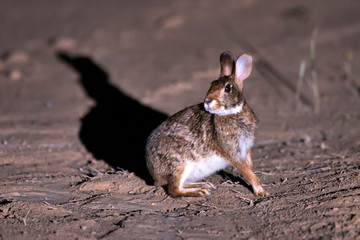 Tapeti photographed in Conceicao da Barra, Espirito Santo. Southeast of Brazil. Atlantic Forest Biome. Picture made in 2013.