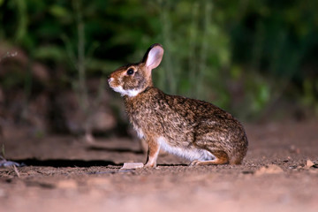 Tapeti photographed in Conceicao da Barra, Espirito Santo. Southeast of Brazil. Atlantic Forest Biome. Picture made in 2013.