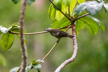 Palm Tanager photographed in Conceicao da Barra, Espirito Santo. Southeast of Brazil. Atlantic Forest Biome. Picture made in 2013.