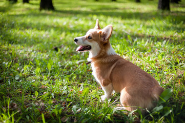 Corgi dog smile and happy in summer sunny day