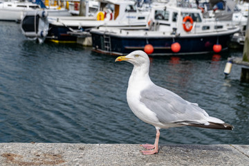 Seagulll perched on portside with boats in the background