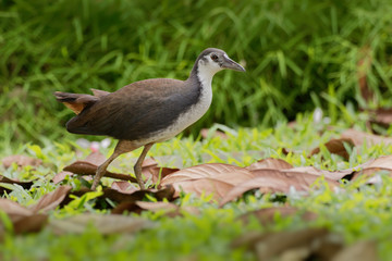 White-breasted Waterhen - Amaurornis phoenicurus waterbird of the rail and crake family, Rallidae, widely distributed across South and Southeast Asia, dark slaty birds with white face, breast and bell