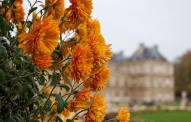 Flores en Paris