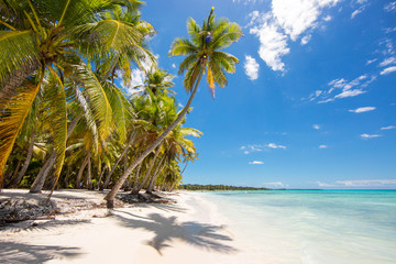 Beautiful wild beach on the Saona island. White sand, blue sky and coconut palms on the shore