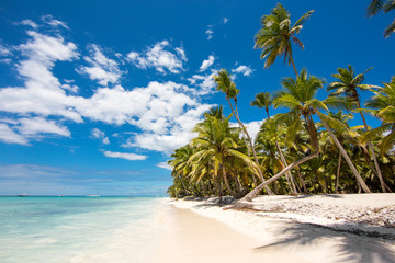 White sand beach with green tall palm trees and turquoise water. Saona Island Dominican Republic. The best beaches in the world