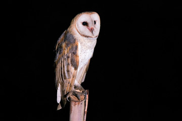 American Barn Owl photographed in Conceicao da Barra, Espirito Santo. Southeast of Brazil. Atlantic Forest Biome. Picture made in 2013.
