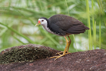 White-breasted Waterhen - Amaurornis phoenicurus waterbird of the rail and crake family, Rallidae, widely distributed across South and Southeast Asia, dark slaty birds with white face, breast and bell