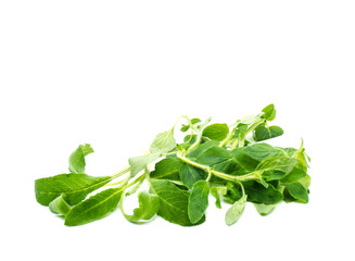 Salbei und Pfefferminz isoliert auf weißem Hintergrund 