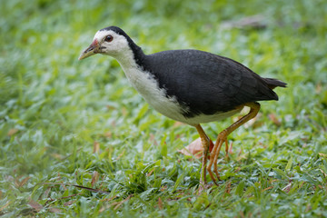 White-breasted Waterhen - Amaurornis phoenicurus waterbird of the rail and crake family, Rallidae, widely distributed across South and Southeast Asia, dark slaty birds with white face, breast and bell