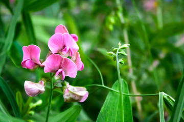 Lathyrus sylvestris, the flat pea or narrow-leaved everlasting-pea flowers