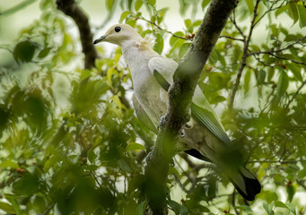 Pied Imperial-Pigeon - Ducula bicolor is large, pied pigeon, found in forest, woodland, mangrove,...
