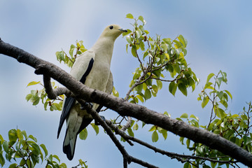 Pied Imperial-Pigeon - Ducula bicolor is large, pied pigeon, found in forest, woodland, mangrove, plantations and scrub in Southeast Asia, from Myanmar and Thailand, Indonesia to the Philippines