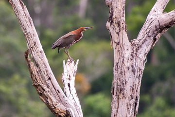 Rufescent Tiger Heron photographed in Conceicao da Barra, Espirito Santo. Southeast of Brazil. Atlantic Forest Biome. Picture made in 2013.