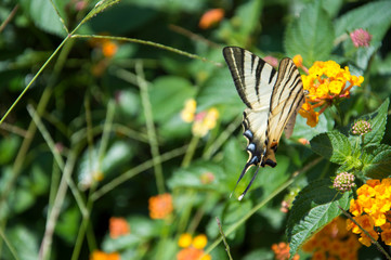 butterfly