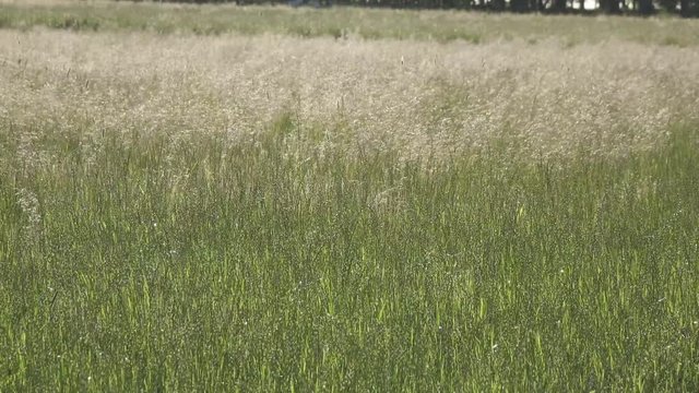 Tufted hairgrass (Deschampsia cespitosa) Wind swings a grass in summer sunny day