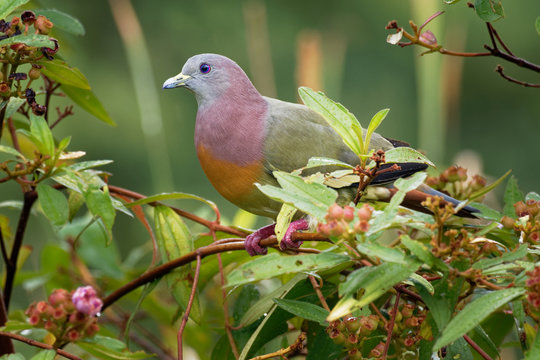 Pink-necked Green-Pigeon - Treron vernans species of bird family, Columbidae, common in Southeast Asia, from Myanmar and Vietnam south through to islands of Indonesia and the Philippines