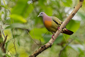 Pink-necked Green-Pigeon - Treron vernans species of bird family, Columbidae, common in Southeast Asia, from Myanmar and Vietnam south through to islands of Indonesia and the Philippines
