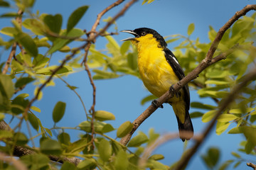 Common Iora - Aegithina tiphia small yellow and black passerine bird found across the tropical Indian subcontinent with populations showing plumage variations, hunting insects - mantis