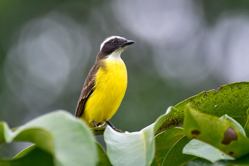 Social Flycatcher photographed in Conceicao da Barra, Espirito Santo. Southeast of Brazil. Atlantic...