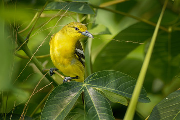 Common Iora - Aegithina tiphia small yellow and black passerine bird found across the tropical Indian subcontinent with populations showing plumage variations, hunting insects - mantis
