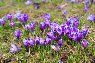 saffron blooming in early spring in the meadow