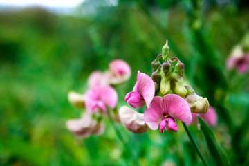 Lathyrus sylvestris, the flat pea or narrow-leaved everlasting-pea flowers