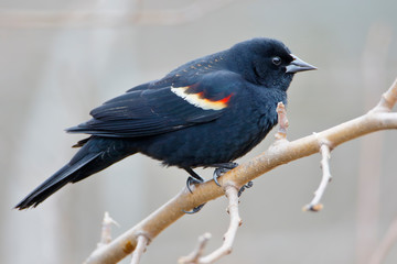 Red-winged blackbird (Agelaius phoeniceus) on branch at Jamaica Bay NWR, New York