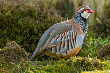 Partridge, (Scientific name: alectoris rufa) Red-legged partridge in natural moorland habitat. Facing right. Horizontal.  Space for copy.
