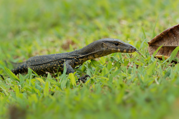 Asian water monitor - Varanus salvator also common water monitor, large varanid lizard native to South and Southeast Asia (kabaragoya, two-banded monitor, rice lizard, ring lizard, plain lizard