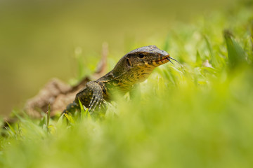 Asian water monitor - Varanus salvator also common water monitor, large varanid lizard native to South and Southeast Asia (kabaragoya, two-banded monitor, rice lizard, ring lizard, plain lizard