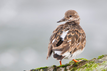 Ruddy Turnstone (Arenaria interpres) on rock at Barnegat Jetty, New Jersey