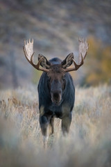 Alces alces shirasi, Moose, Elk is standing in dry grass, in typical autumn environment, majestic...